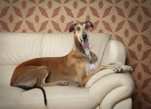 Happy greyhound dog