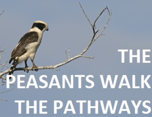 The Peasants Walk the Pathways